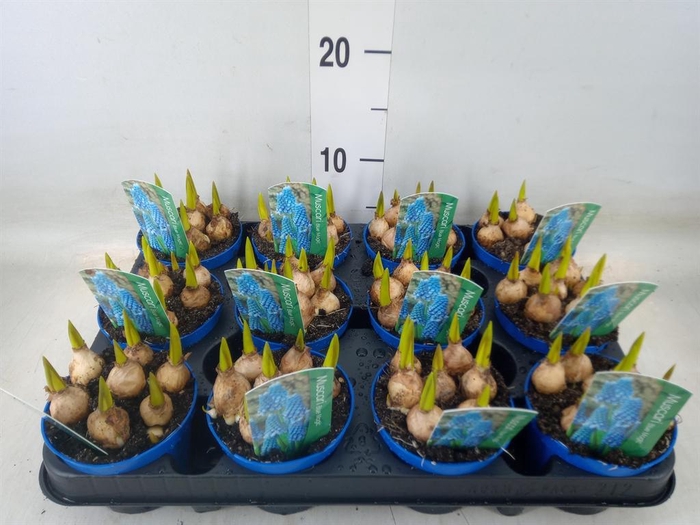 <h4>Muscari  'Magic Blue'</h4>