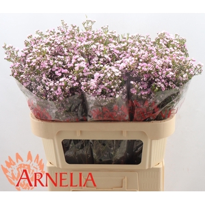 Chamelaucium pirouette