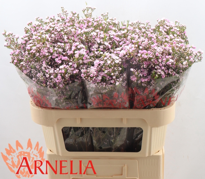 <h4>Chamelaucium pirouette</h4>