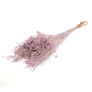 Broom Bloom Bunch Lilac Misty