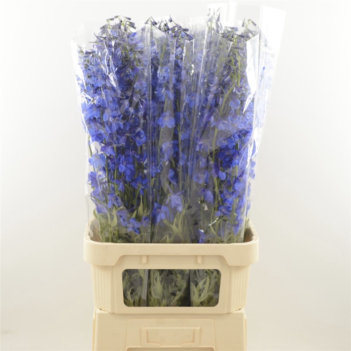 <h4>Delphinium Enkel Deldonna Blue</h4>