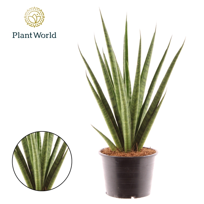 <h4>Sansevieria 'trifciata' Pineapple</h4>