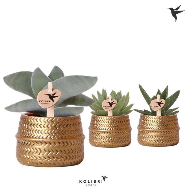 <h4>Kolibri Greens Succulenten mix in Groove pot gold</h4>