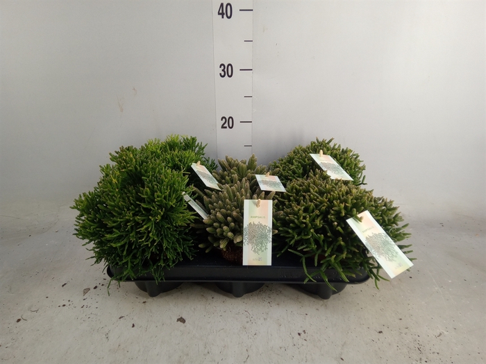 <h4>Rhipsalis   ...mix</h4>