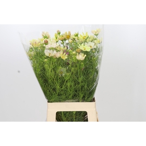 Cosmos Cream