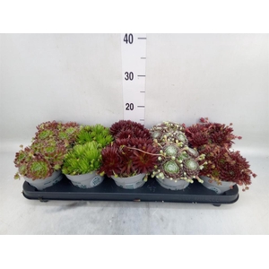 Sempervivum   ...