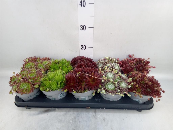 <h4>Sempervivum   ...</h4>