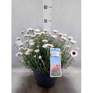 Rhodanthemum  'Casablanca'