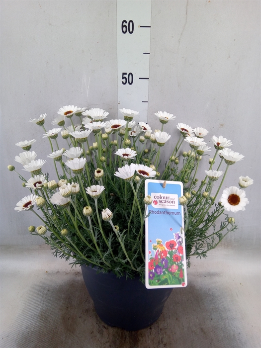 <h4>Rhodanthemum  'Casablanca'</h4>