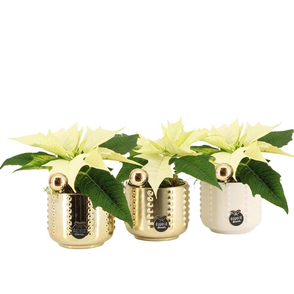 <h4>61846: X-mas arrangement</h4>