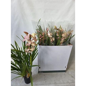 Cymb Overig 1 Branche