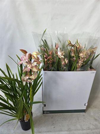 <h4>Cymb Overig 1 Branche</h4>