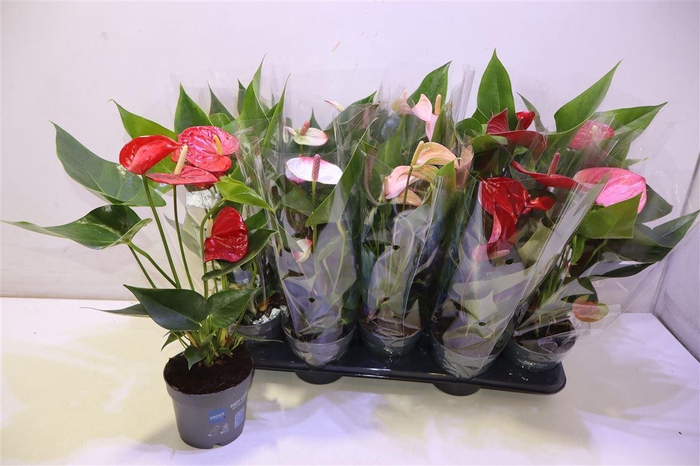 <h4>arr8 Anthu An Gem</h4>