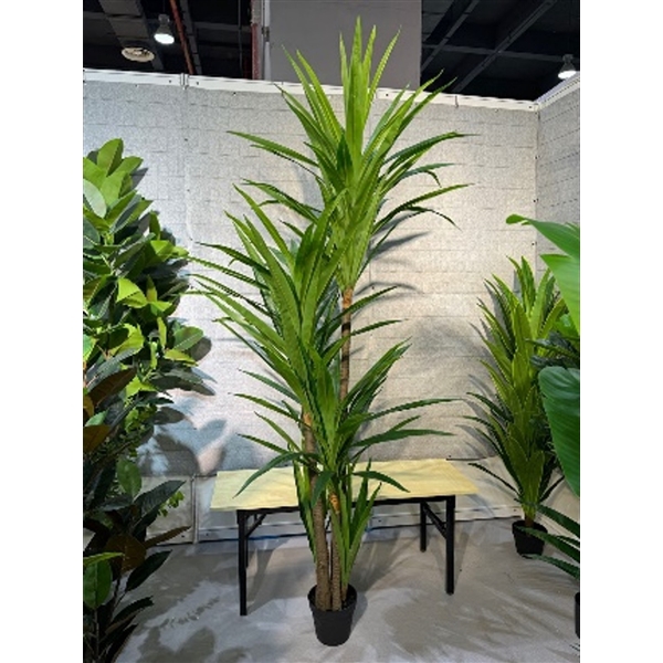 <h4>Plant Dracena1 220cm in pot green</h4>