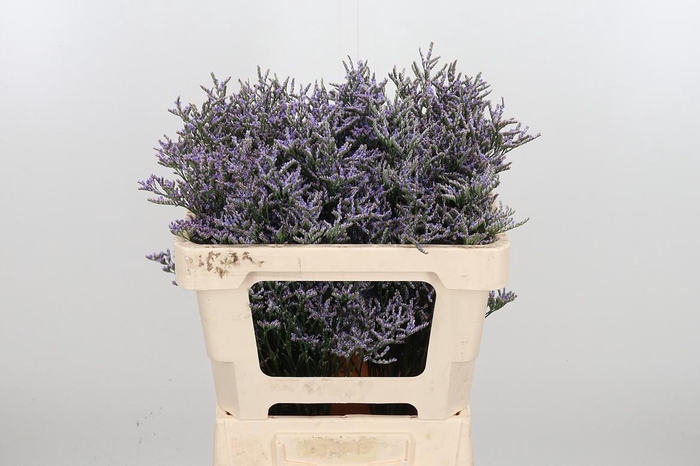 <h4>Lim Ov Skylight</h4>