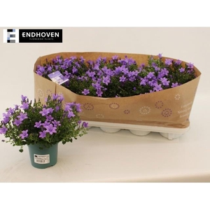 CAMP PORTENSCHLAGIAN