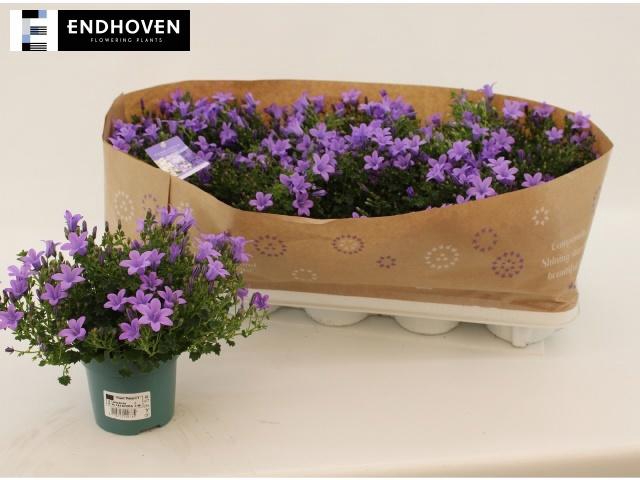 <h4>CAMP PORTENSCHLAGIAN</h4>