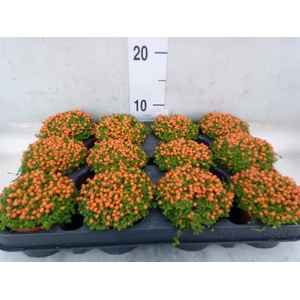 Nertera granadensis 'Astrid'