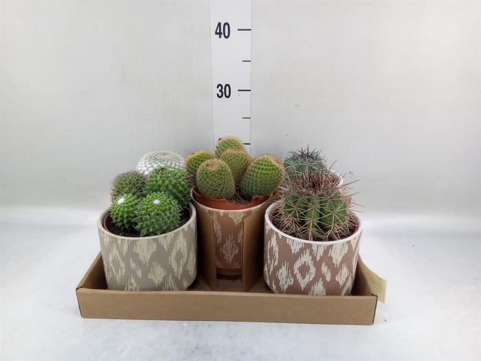 <h4>Cactus   ...</h4>