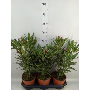 Nerium oleander   ...
