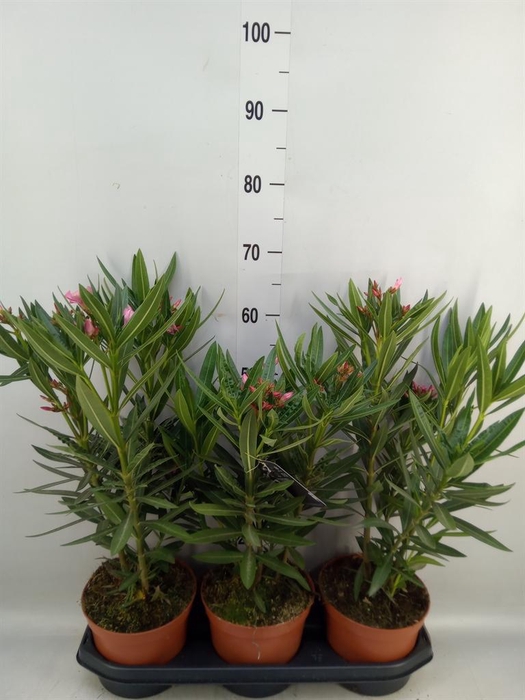 <h4>Nerium oleander   ...</h4>