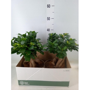 Ficus microcarpa 'Ginseng'