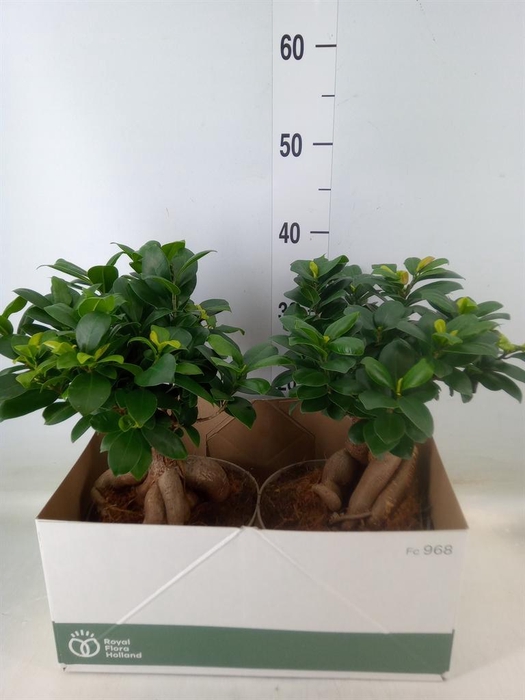 <h4>Ficus microcarpa 'Ginseng'</h4>