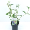 Buddleja dav. Empire Blue C2