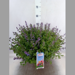 Nepeta faassenii  'Purrsian Blue'