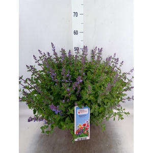 Nepeta faassenii  'Purrsian Blue'