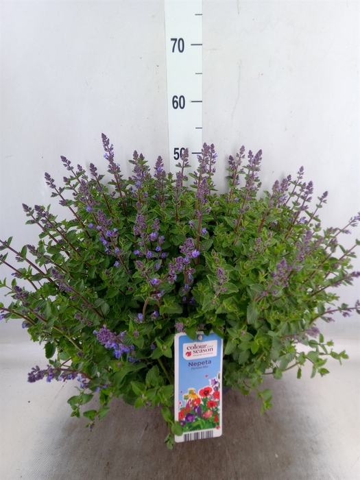 <h4>Nepeta faassenii  'Purrsian Blue'</h4>