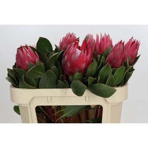 Protea Cynaroides Madiba