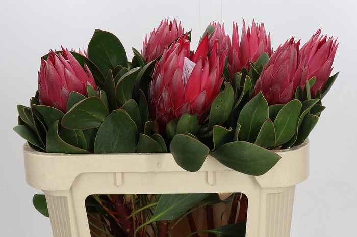 <h4>Protea Cynaroides Madiba</h4>