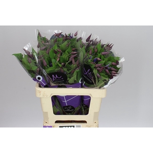 Clematis Blue Pirouette