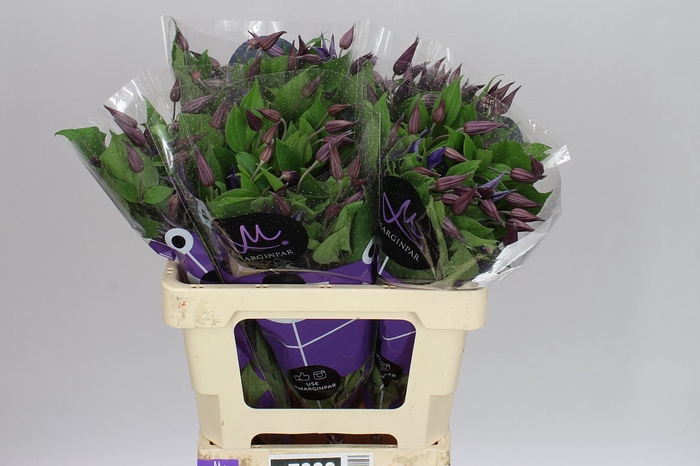 <h4>Clematis Blue Pirouette</h4>