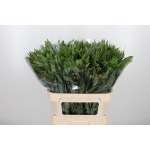 Alstroemeria Dancing Queen 85 Gram