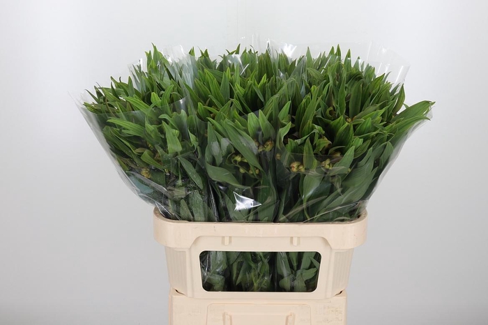 Alstroemeria Dancing Queen 85 Gram