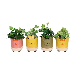 HEDERA HELIX P6 L 689