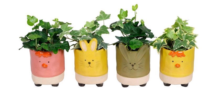 <h4>HEDERA HELIX P6 L 689</h4>