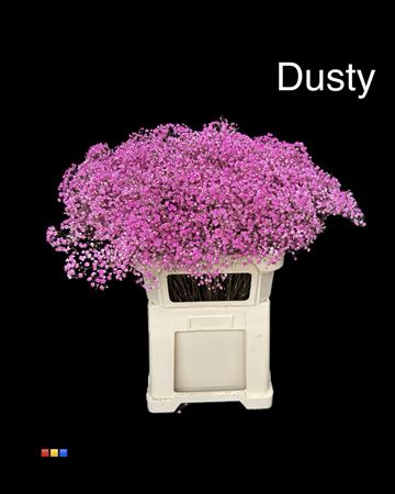 <h4>Gyps Xlence Dusty Cerise</h4>