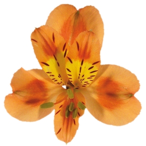 ALSTROEMERIA ORANGE QUEEN 080 CM