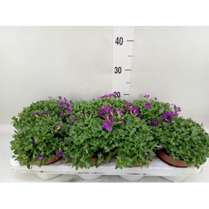 Aubrieta  'Royal Red'