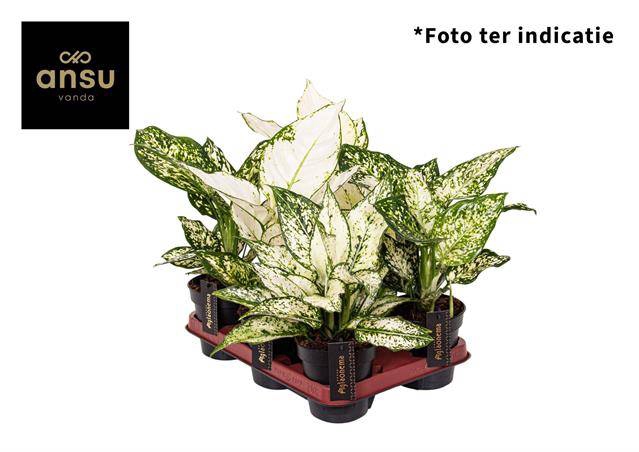<h4>Aglaonema mix White</h4>