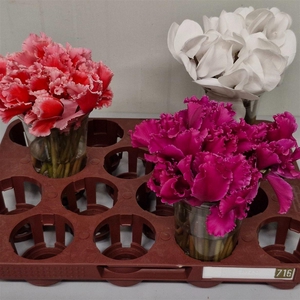 Cyclamen Mix