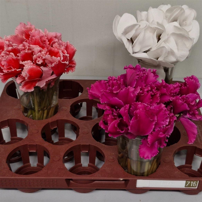 <h4>Cyclamen Mix</h4>