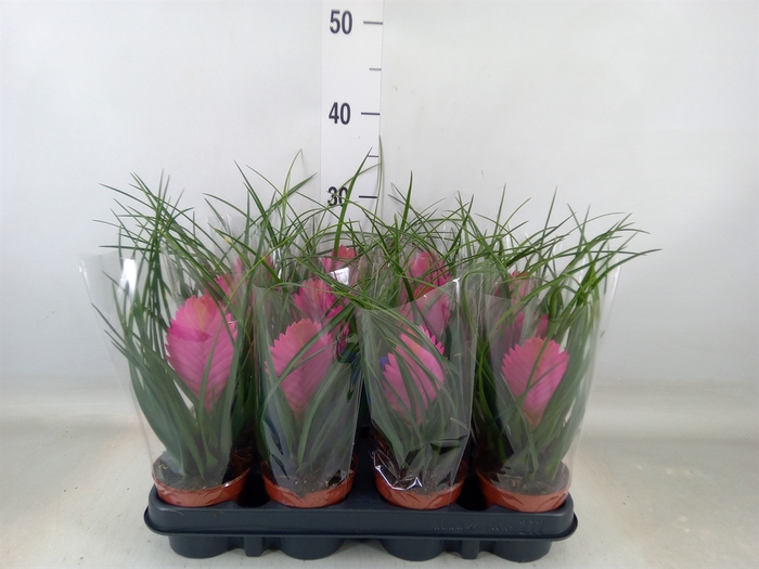 <h4>Tillandsia cyanea 'Anita'</h4>