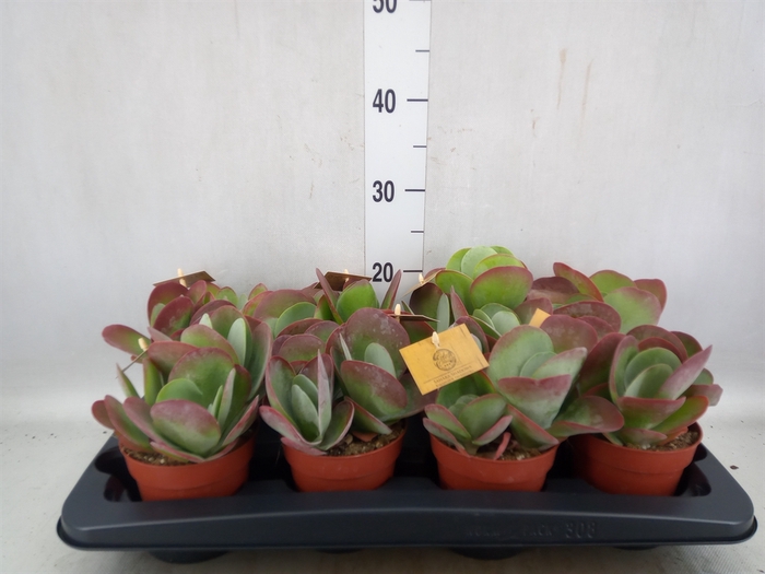 <h4>Kalanchoe NF thyrsiflora</h4>