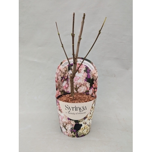 Syringa vulgaris 'Beauty of Moscow' 17 cm in potcover