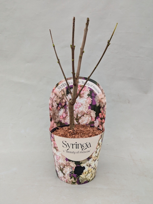 <h4>Syringa vulgaris 'Beauty of Moscow' 17 cm in potcover</h4>