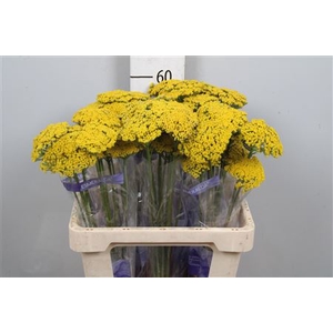 Achil F Parker Variety